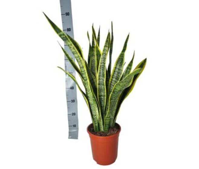SANSEVIERIA LAURENTII