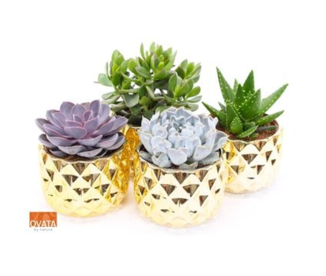 SUCCULENTE CERAM OR