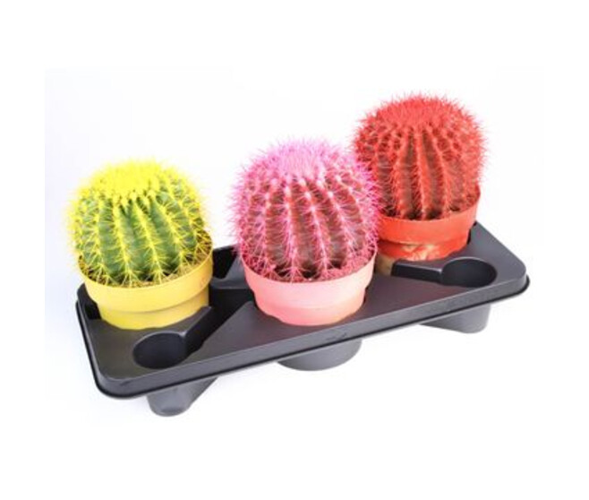CACTUS ECHINOCACTUS GRUSONII COLORE