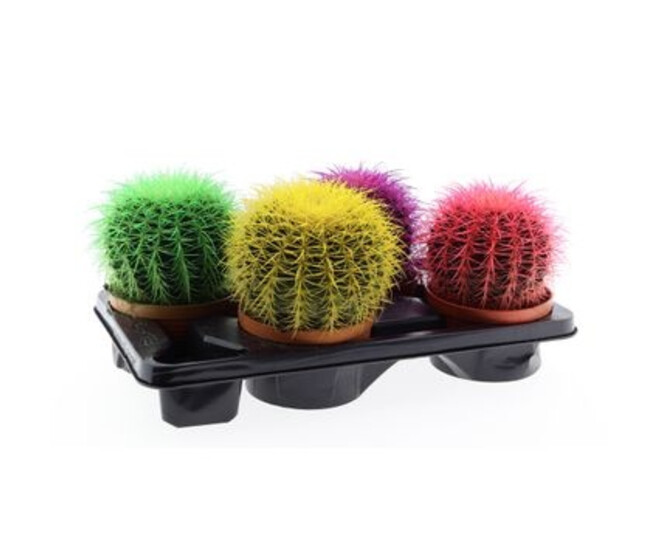 CACTUS ECHINOCACTUS GRUSONII COLORE