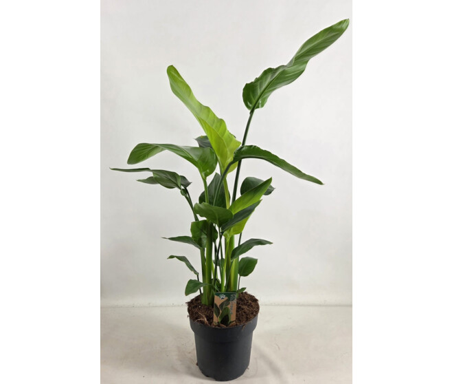 STRELITZIA NICOLAI