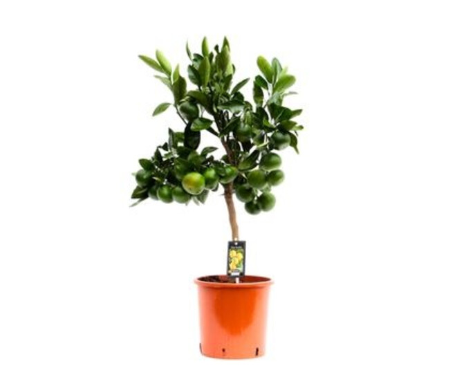 MANDARINIER SATSUMA TIGE