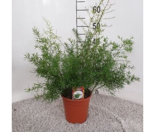 ASPARAGUS DENSIFLORUS SPRENGERI