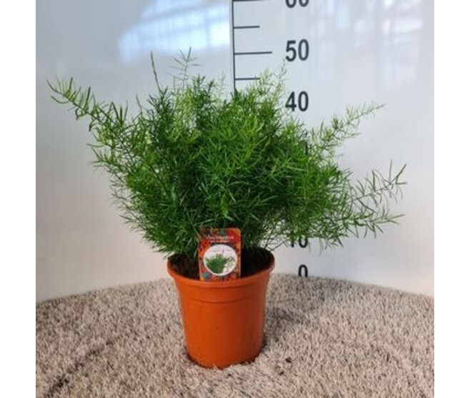 ASPARAGUS DENSIFLORUS SPRENGERI