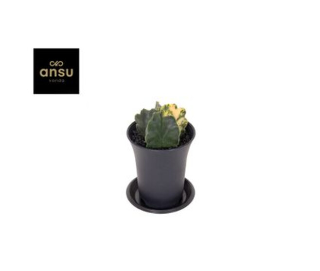 CACTUS ASTROPHYTUM