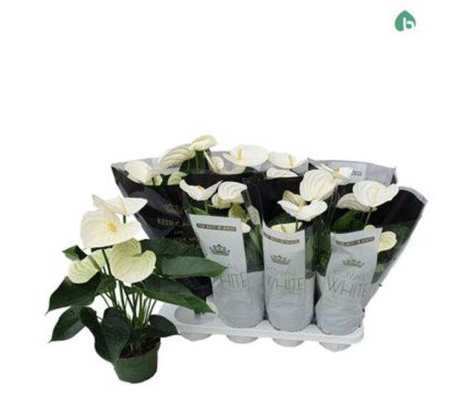 ANTHURIUM ANDREANUM APLINE