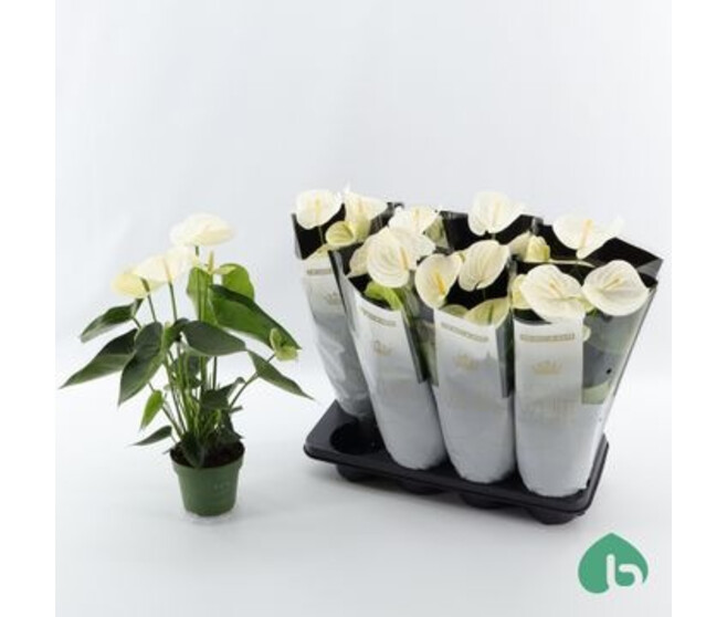 ANTHURIUM ANDREANUM APLINE