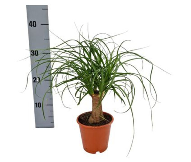 BEAUCARNEA TRONC