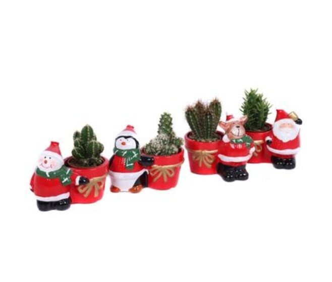 CACTUS VARIE CERAM DECO NOEL