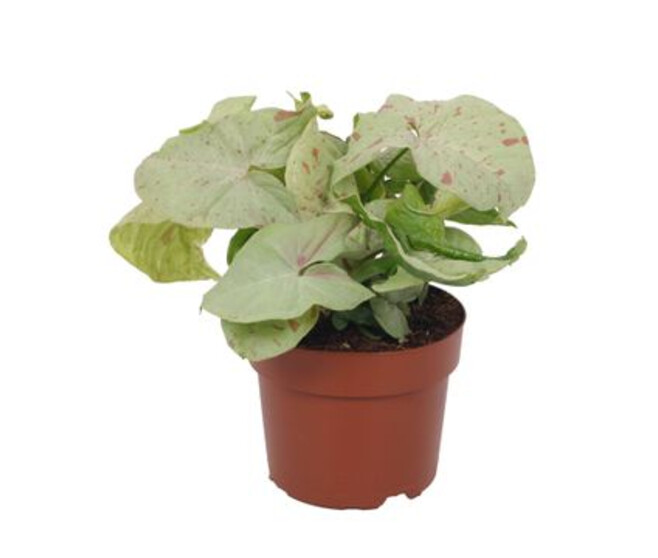 SYNGONIUM MILK CONFETTI