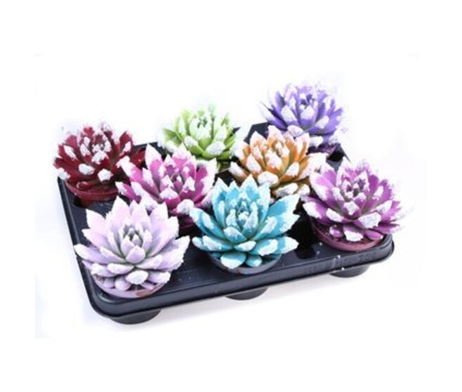 ECHEVERIA TEINTE GIVRE