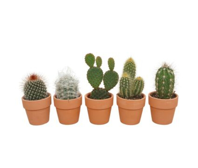 CACTUS CERAM VARIE