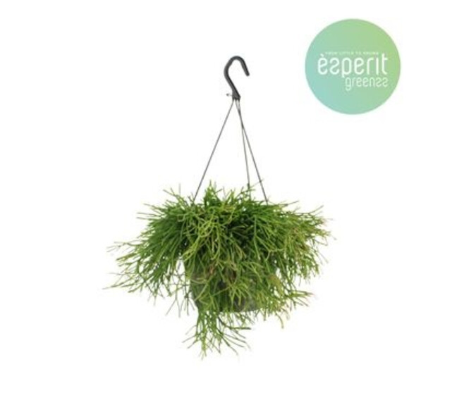 RHIPSALIS EASY SWEET SUSP