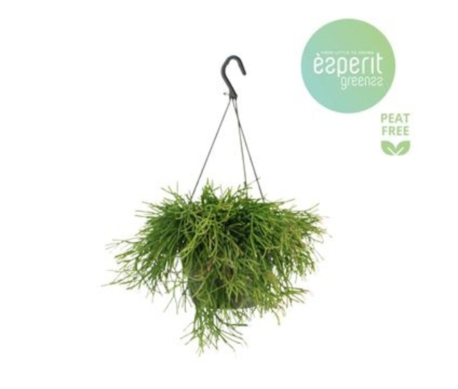 RHIPSALIS EASY SWEET SUSP
