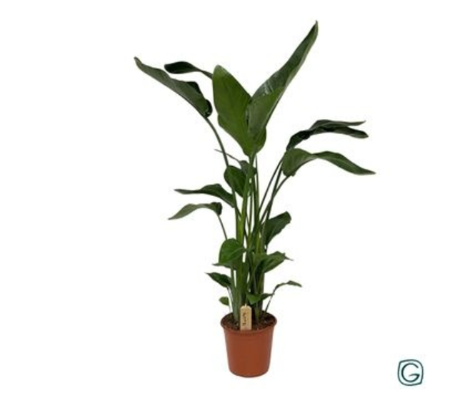 STRELITZIA NICOLAI