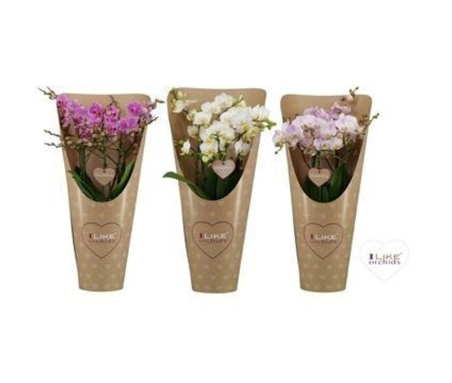 PHALAENOPSIS 4BR MF VARIEE