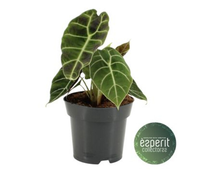 ALOCASIA LONGILOBA