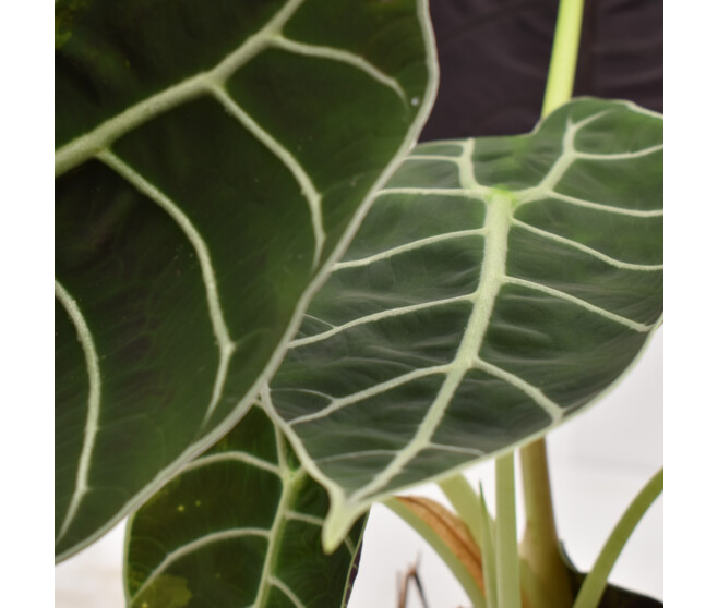 ALOCASIA LONGILOBA