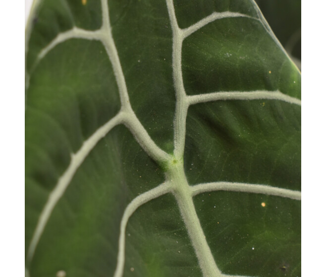 ALOCASIA LONGILOBA