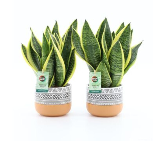 SANSEVIERIA TRIFASCIATA