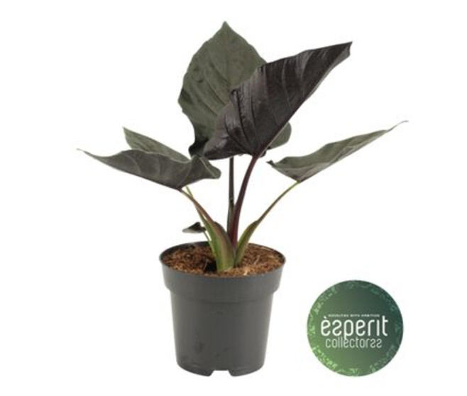 ALOCASIA ANTORO VELVET