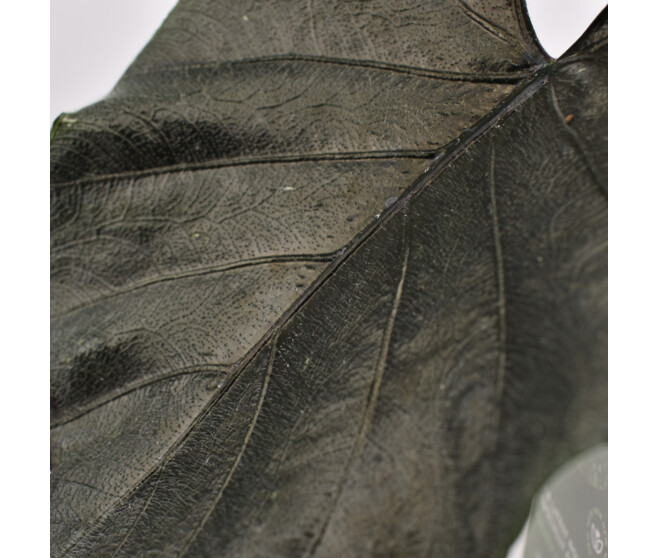 ALOCASIA ANTORO VELVET