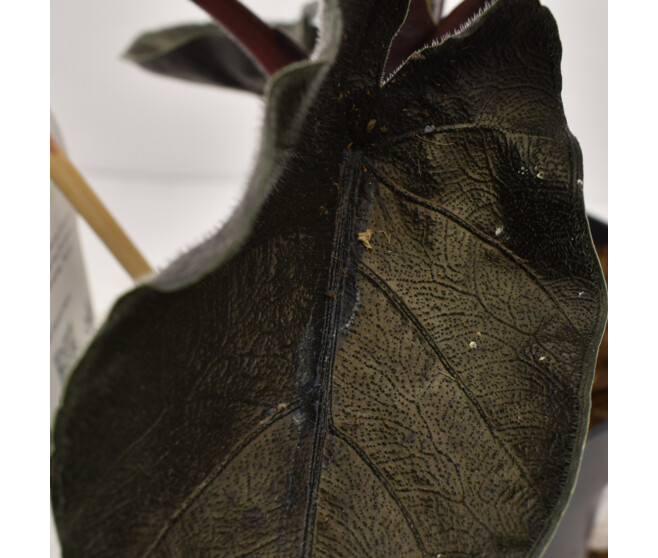 ALOCASIA ANTORO VELVET