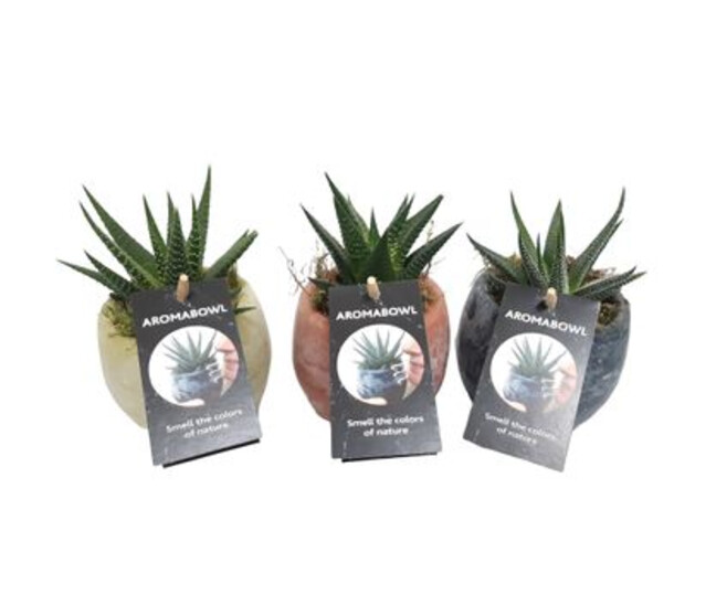 PLANTES VERTES VARIEES