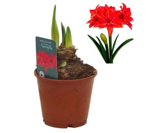 AMARYLLIS 2TIGES ROUGE