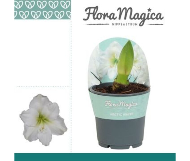 AMARYLLIS 2TIGES BLANCHE