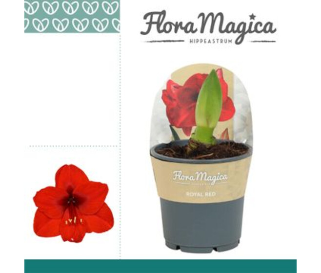 AMARYLLIS 2TIGES ROYAL ROUGE