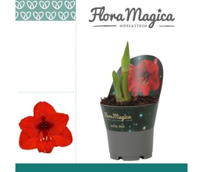 AMARYLLIS 2TIGES ROYAL ROUGE