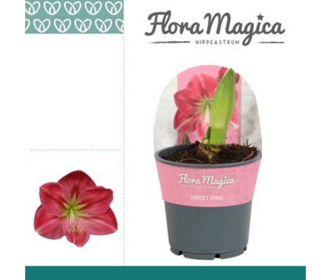 AMARYLLIS 2TIGES SWEET ROSE