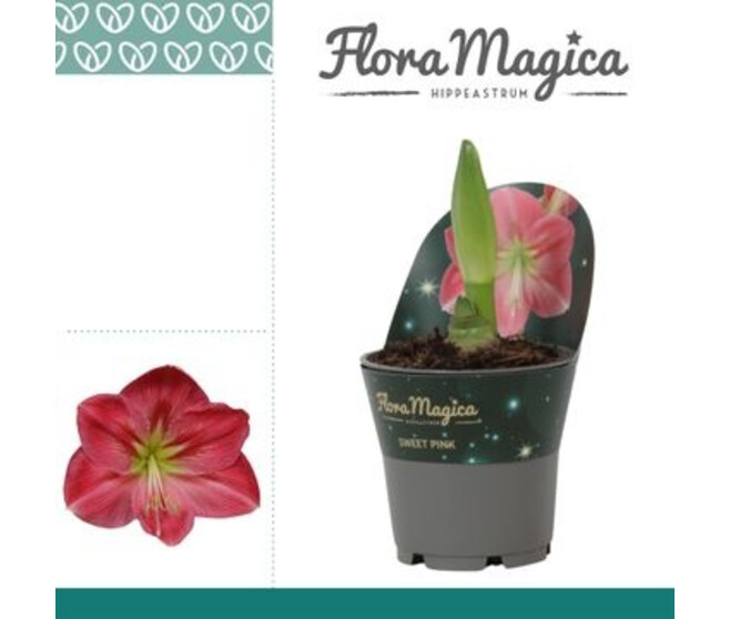 AMARYLLIS 2TIGES SWEET ROSE