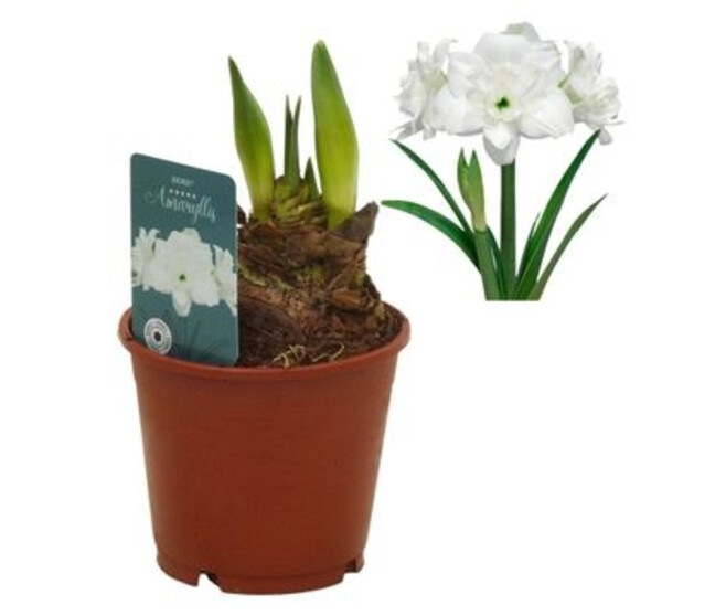 AMARYLLIS 2TIGES BLANCHE