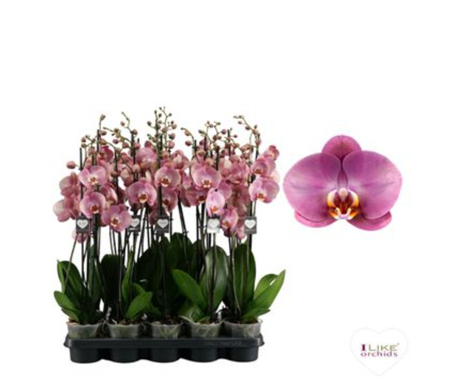 PHALAENOPSIS 3BR ROSE