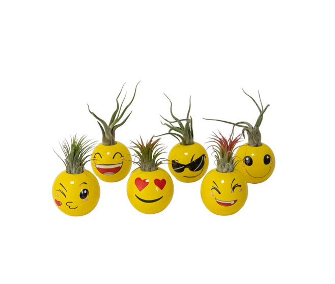 TILLANDSIA CERAM SMILEY