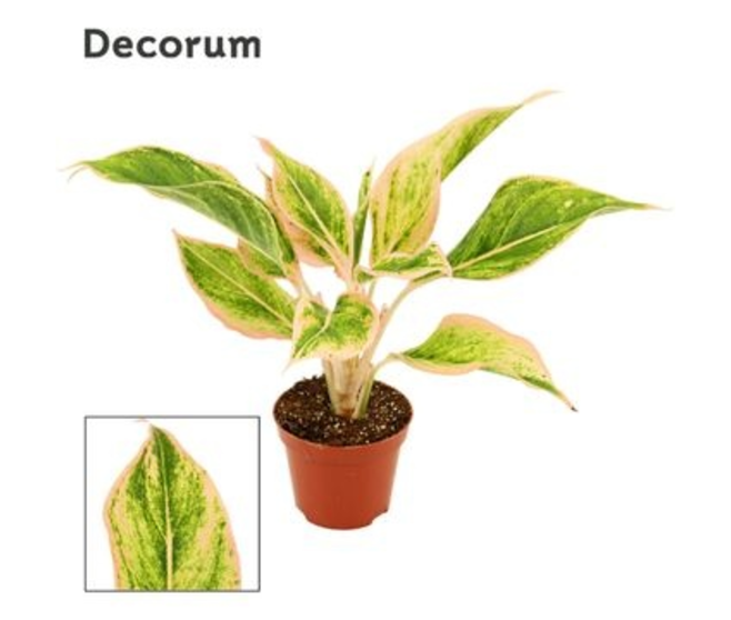 AGLAONEMA LIPSTICK PINK