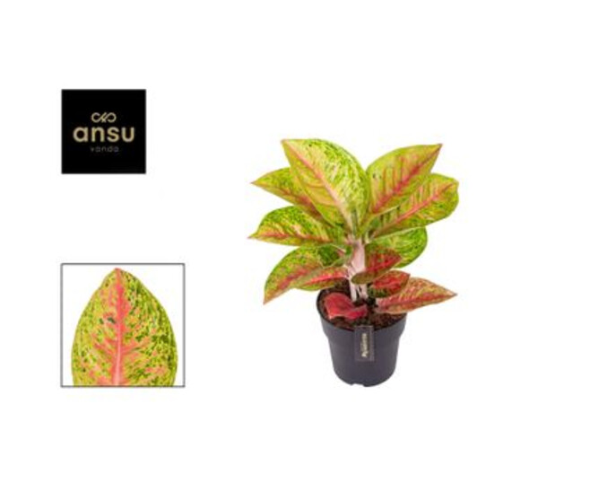 AGLAONEMA GRAND POPPY