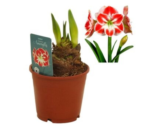 AMARYLLIS 2TIGES SAMBA
