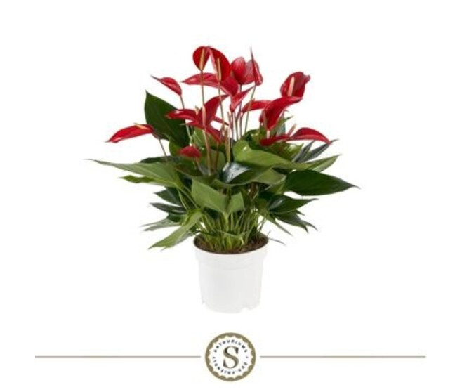 ANTHURIUM ANDREANUM BANDEROLA ROUGE