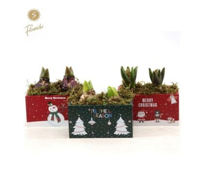 JACINTHE 2PP JARD BOIS NOEL