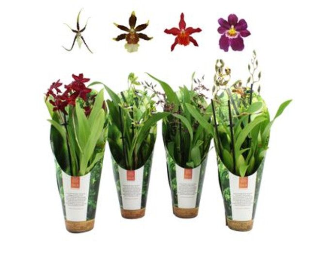 ORCHIDEE 3BR VARIEE