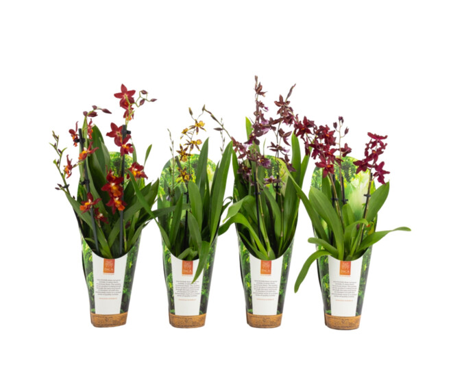 ORCHIDEE 3BR VARIEE