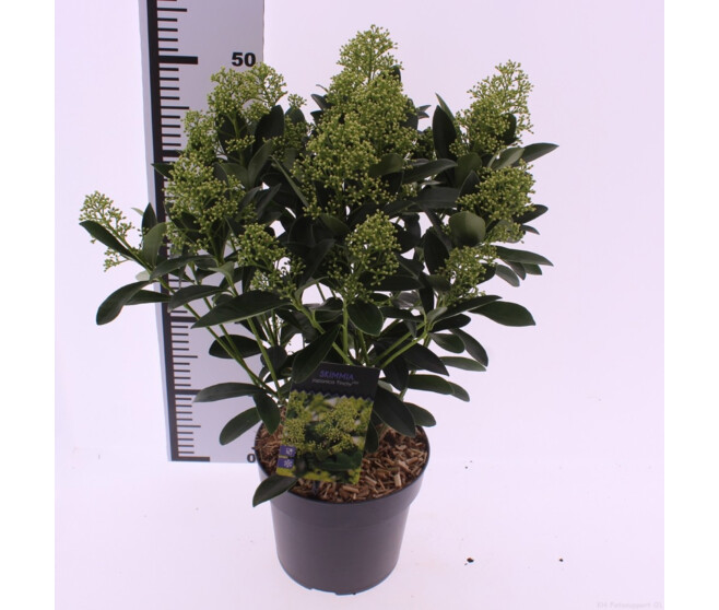 SKIMMIA JAPONICA FINCHY