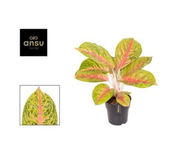 AGLAONEMA GRAND BLOSSOM