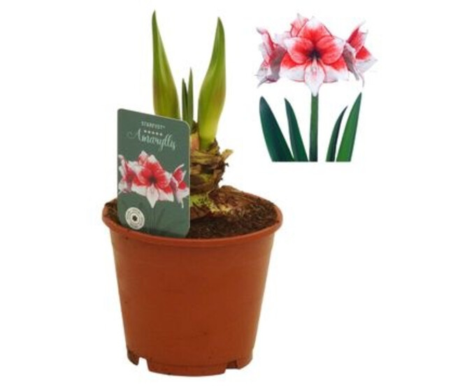 AMARYLLIS 2TIGES ROUGE ET BLANCHE