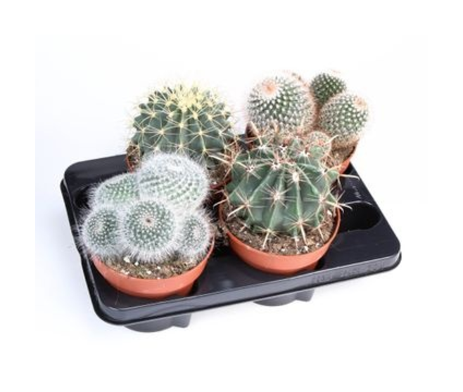 CACTUS VARIES