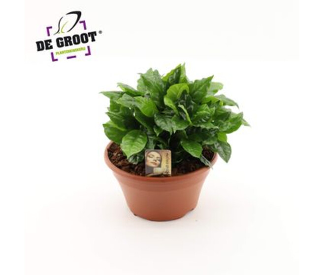 COFFEA ARABICA COUPE