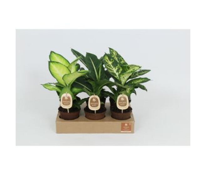 DIEFFENBACHIA VARIES